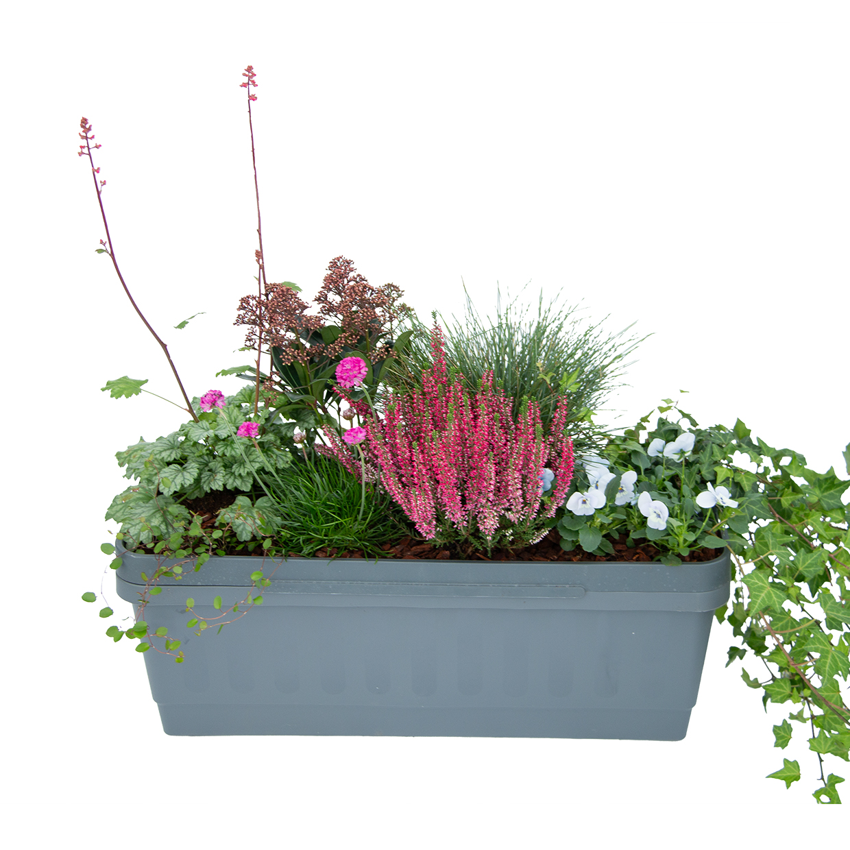 Winterbeplanting "Storm" Vertimaxx balkonbak