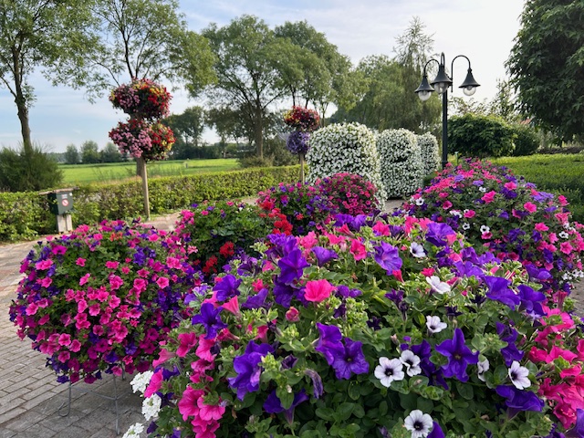 Bedrijfsbeplanting zomerbloeiers