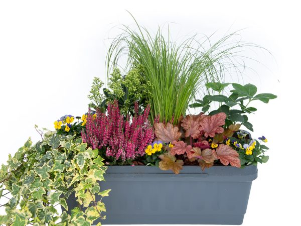 Winterbeplanting "Neva" Vertimaxx balkonbak