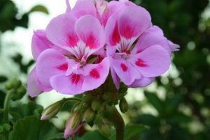 pelargonia-violet-splash-