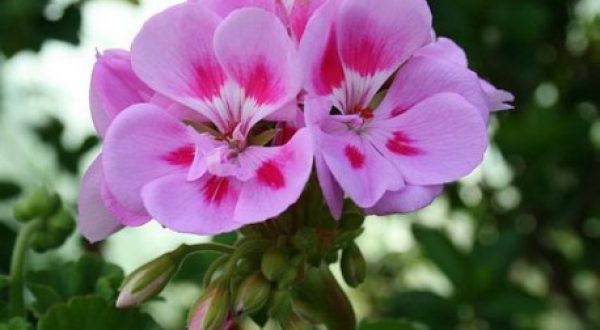 Geranium roze